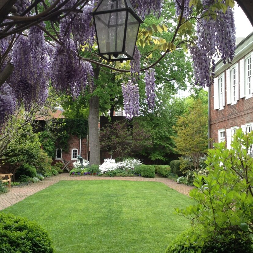 A walled garden with green grass and purple flowering tree branches next to a colonial brick house.
